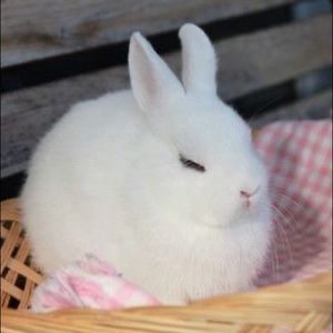 Meet your Posher, Angel